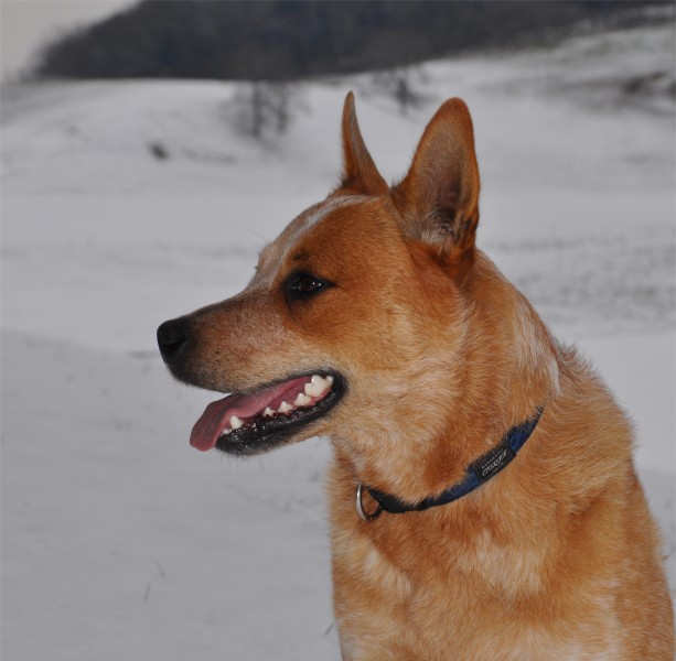Acd red manor's bourbon studmale