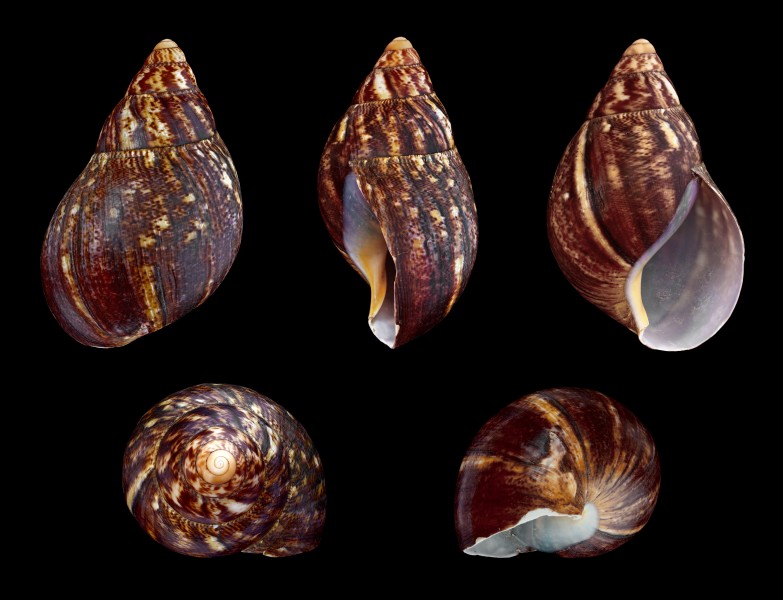 Achatina achatina 01