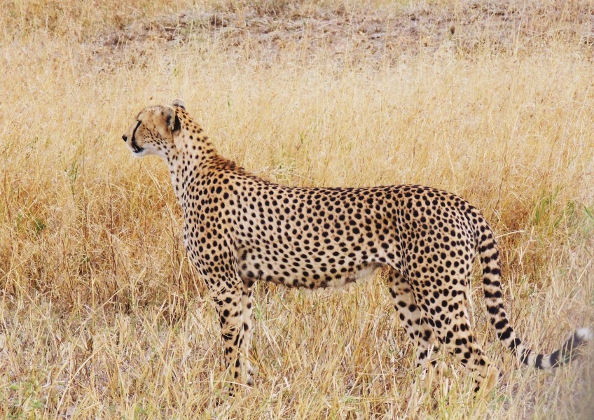 Acinonyx jubatus - female cheetah