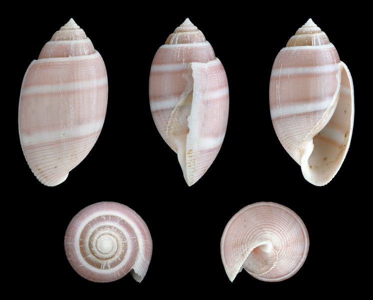 Acteon tornatilis 01