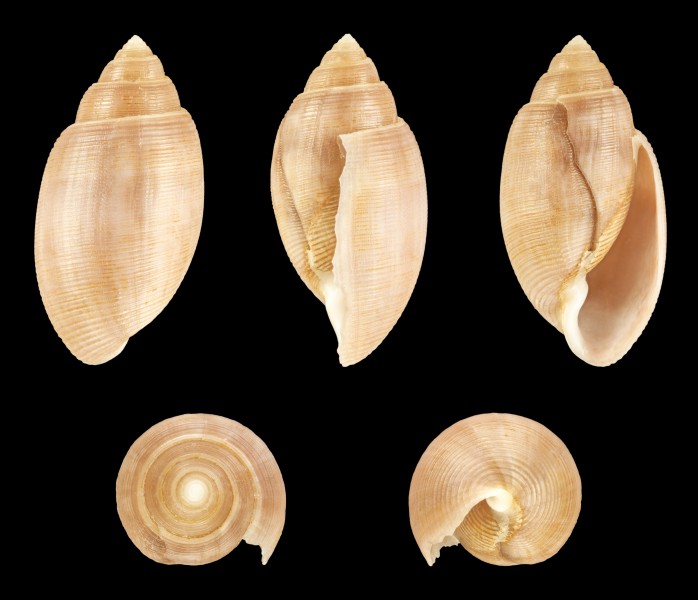 Acteon tornatilis f. unicolor 01