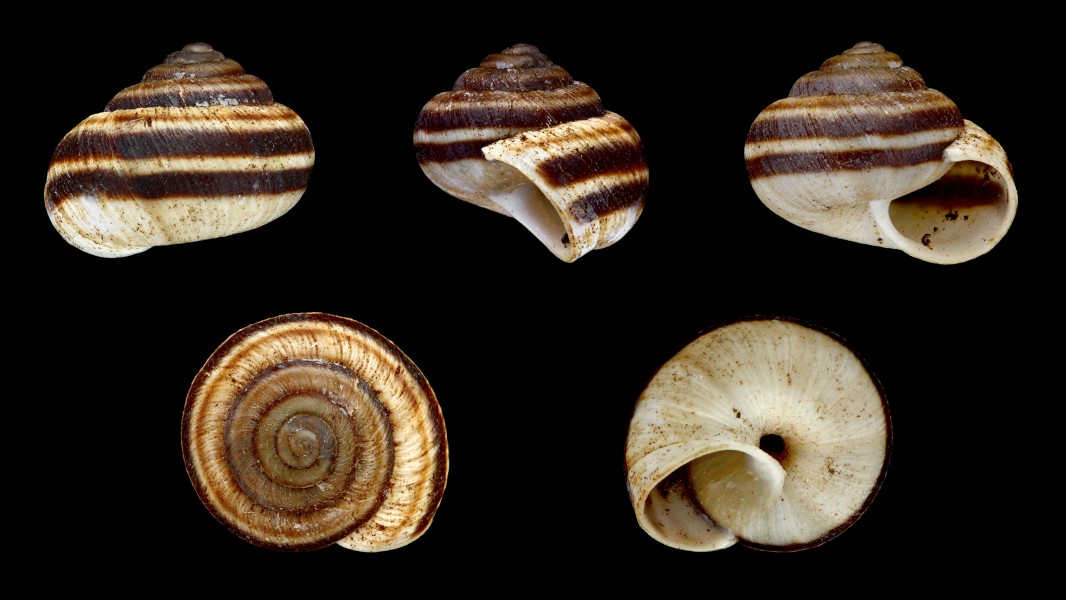 Actinella nitidiuscula 01