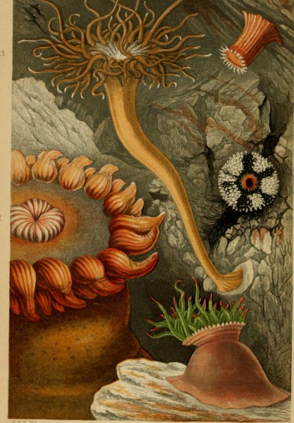 Actinologia britannica. A history of the British sea-anemones and corals (1860) (16585109630)