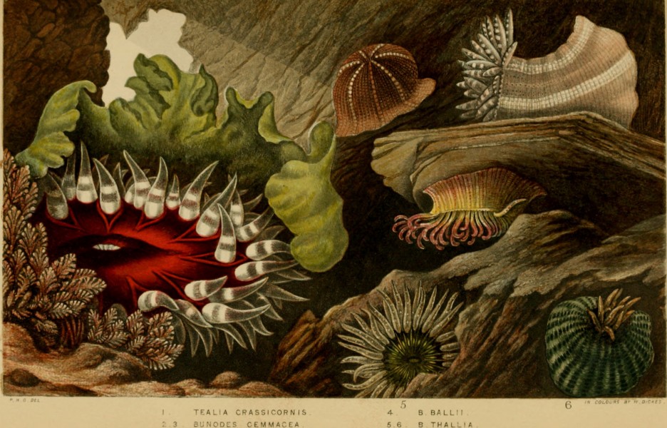 Actinologia britannica. A history of the British sea-anemones and corals (1860) (16586362009)