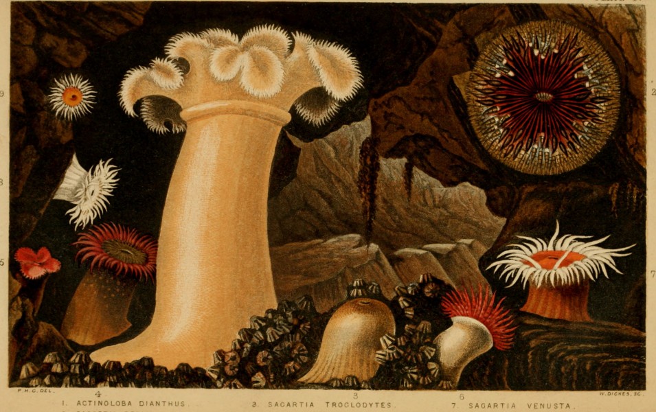 Actinologia britannica. A history of the British sea-anemones and corals (1860) (16746632846)