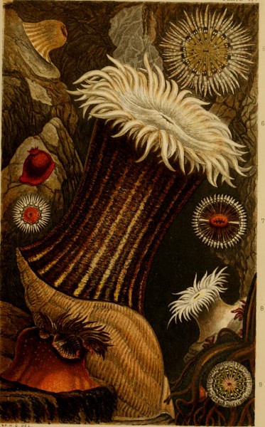 Actinologia britannica. A history of the British sea-anemones and corals (1860) (16746633526)