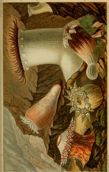 Actinologia britannica. A history of the British sea-anemones and corals (1860) (16772508105)