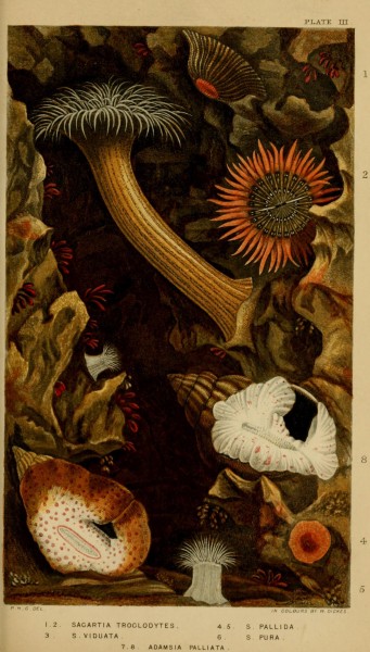 Actinologia britannica - a history of the British sea-anemones and corals (Plate III) (6996520299)