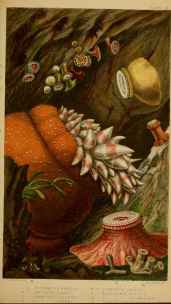 Actinologia britannica - a history of the British sea-anemones and corals (Plate IX) (6850399148)