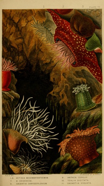 Actinologia britannica - a history of the British sea-anemones and corals (Plate VI) (6850396970)