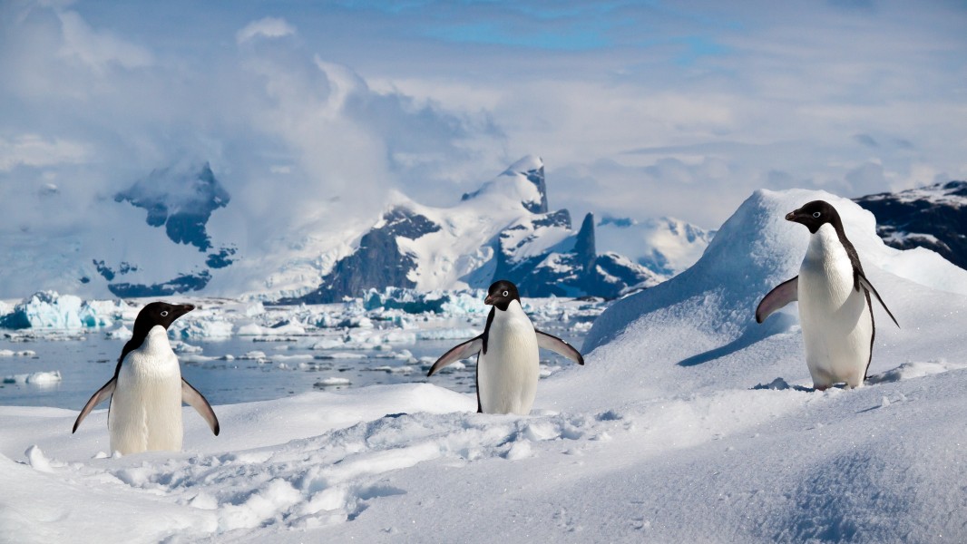 Adelie penguins in the South Shetland Islands