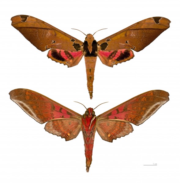Adhemarius ypsilon MHNT male