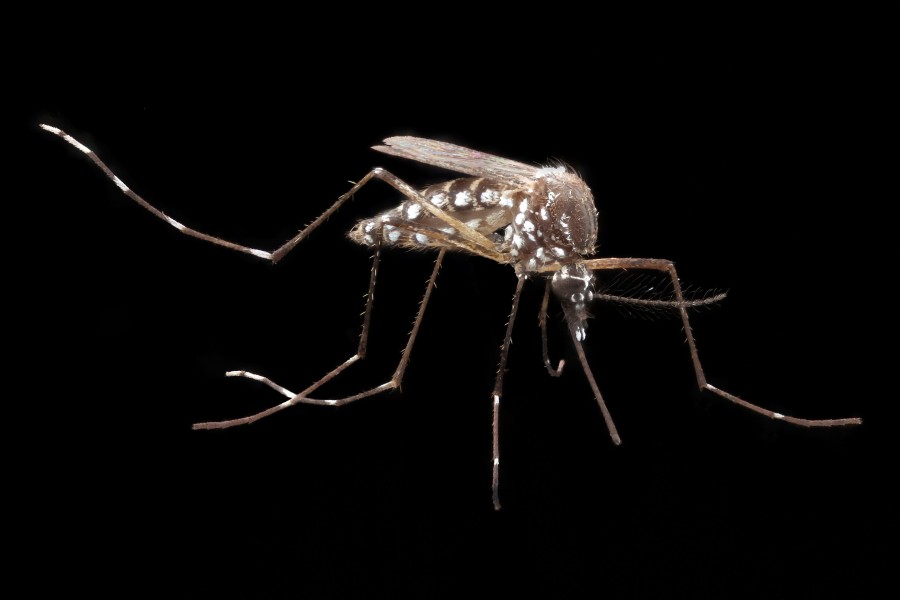 Aedes aegypti (14717750942)