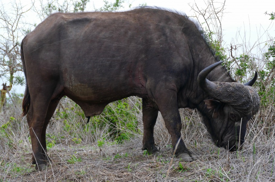 African Buffalo (Syncerus caffer) emaciated bull after the draught ... (30822797840)