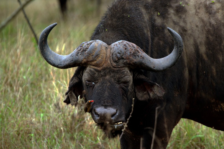 African buffalo (Syncerus caffer) male with Oxpecker