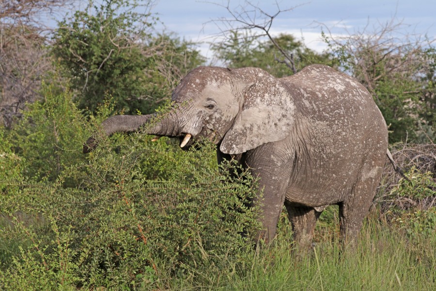 African bush elephant (Loxodonta africana) browsing Etosha