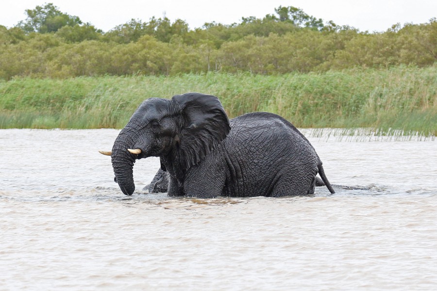 African elephant, Lake St Lucia 03