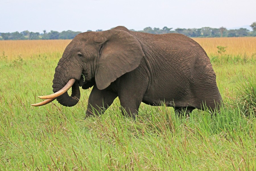 African elephant (Loxodonta africana)