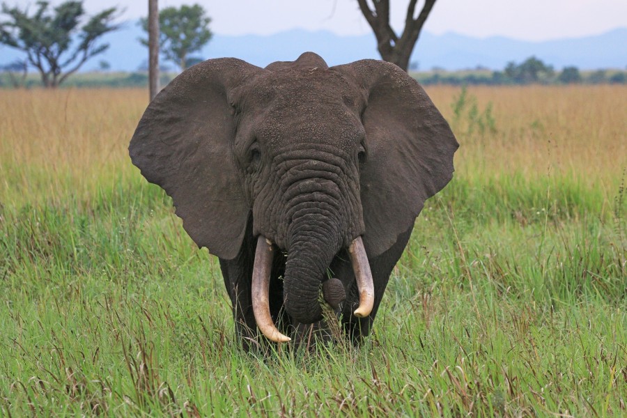 African elephant (Loxodonta africana) 2