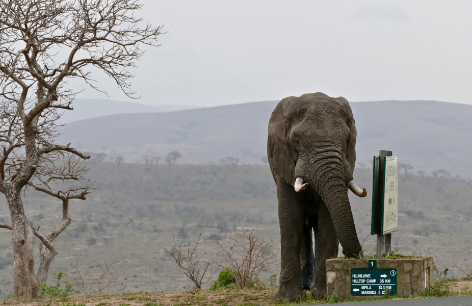 African Elephant (Loxodonta africana) bull (31987580770)