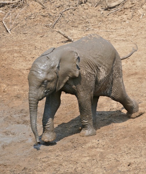 African Elephant (Loxodonta africana) calf running to the waterhole ... (32311675706)