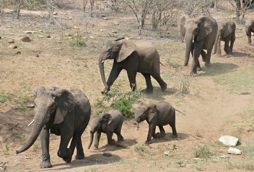 African Elephants (Loxodonta africana) coming to the waterhole, led by collared female ... (31463745824)