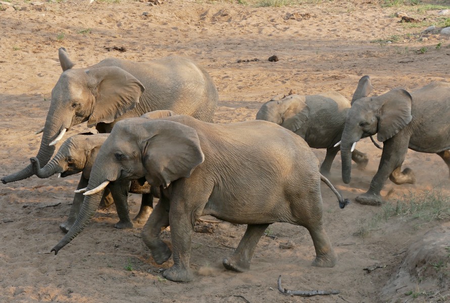 African Elephants (Loxodonta africana) running to the waterhole ... (31479798274)