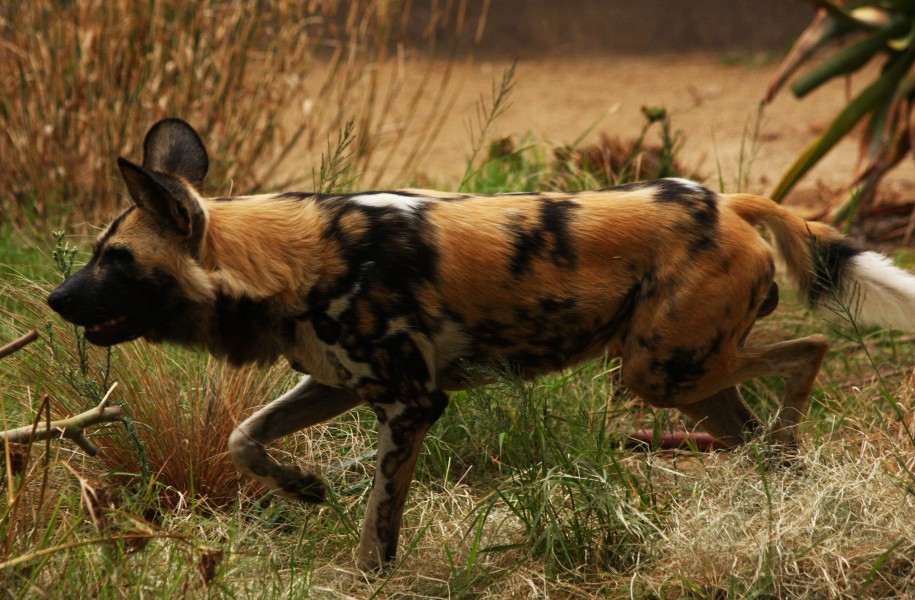 African Hunting Dog (3846620713)