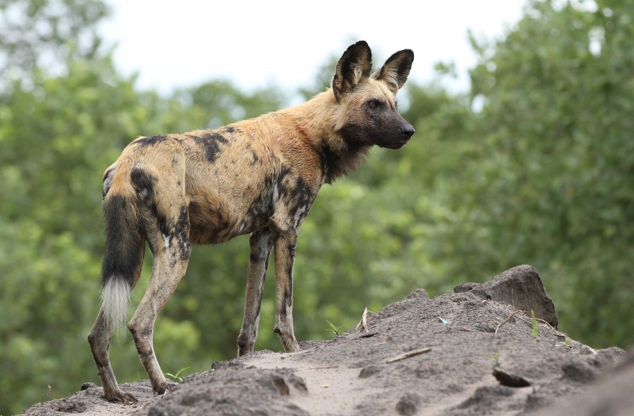 African painted dog, or African wild dog, Lycaon pictus at Savuti, Chobe National Park, Botswana. (31885486213)
