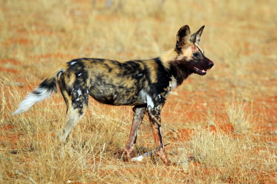 African wild dog (Lycaon pictus pictus)