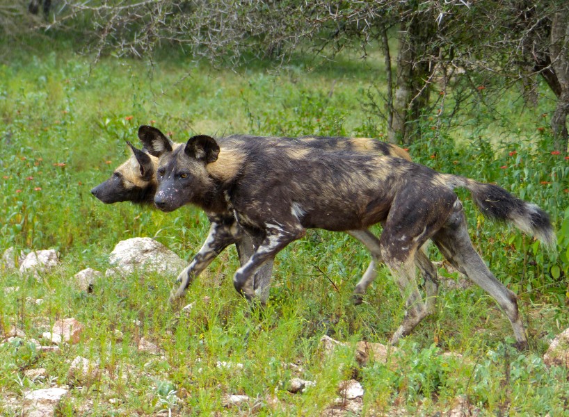 African Wild Dogs (Lycaon pictus) under the rain (13984621336)