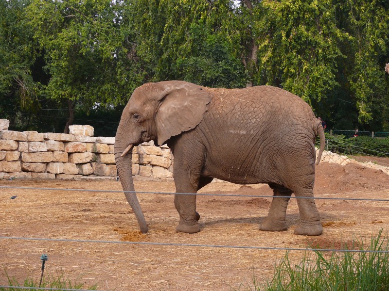 AfricanElephant-SRG001