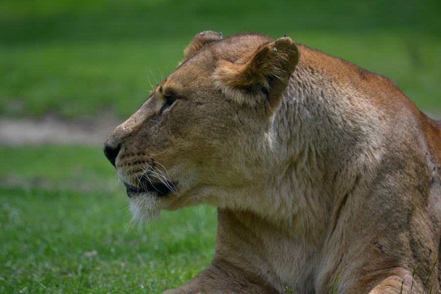 Afrikaanse Leeuw (5964543307) (3)
