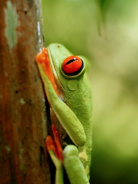 Agalychnis callidryas (eye detail)