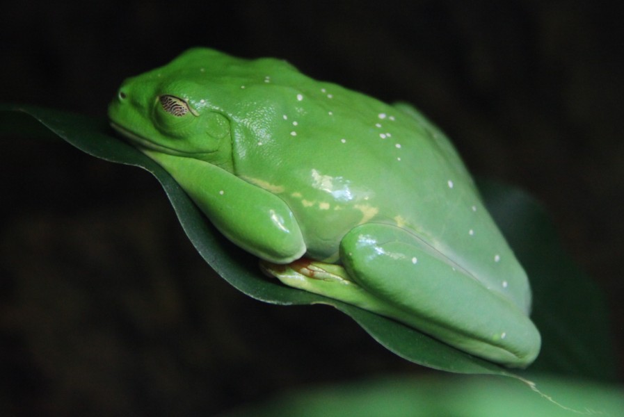 Agalychnis callidryas Biosphaere