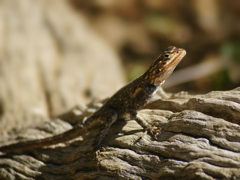 Agama planiceps (female head) - Kunene