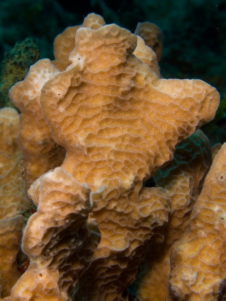 Agarica agaricites (Scaled Lettuce Coral) closeup