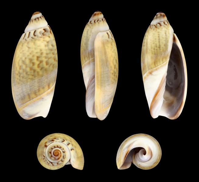 Agaronia hiatula 01