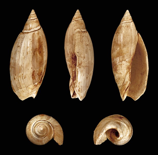Agaronia plicaria 01