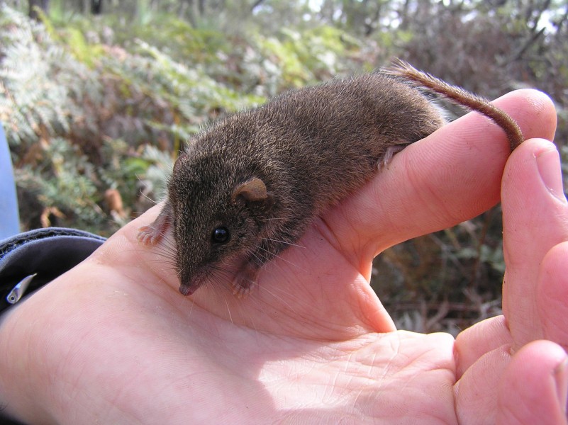 Agile Antechinus (Antechinus agilis) on hand