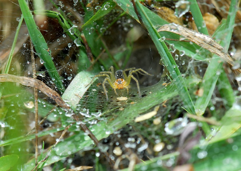 Aglaoctenus lagotis leaving the mother's cobweb for the first time
