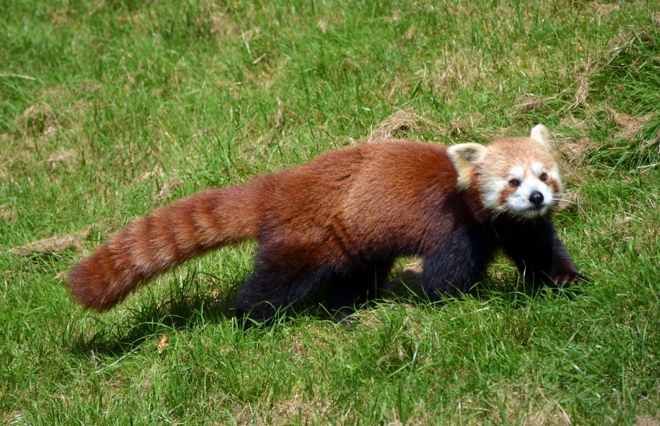 Ailurus fulgens Cerza