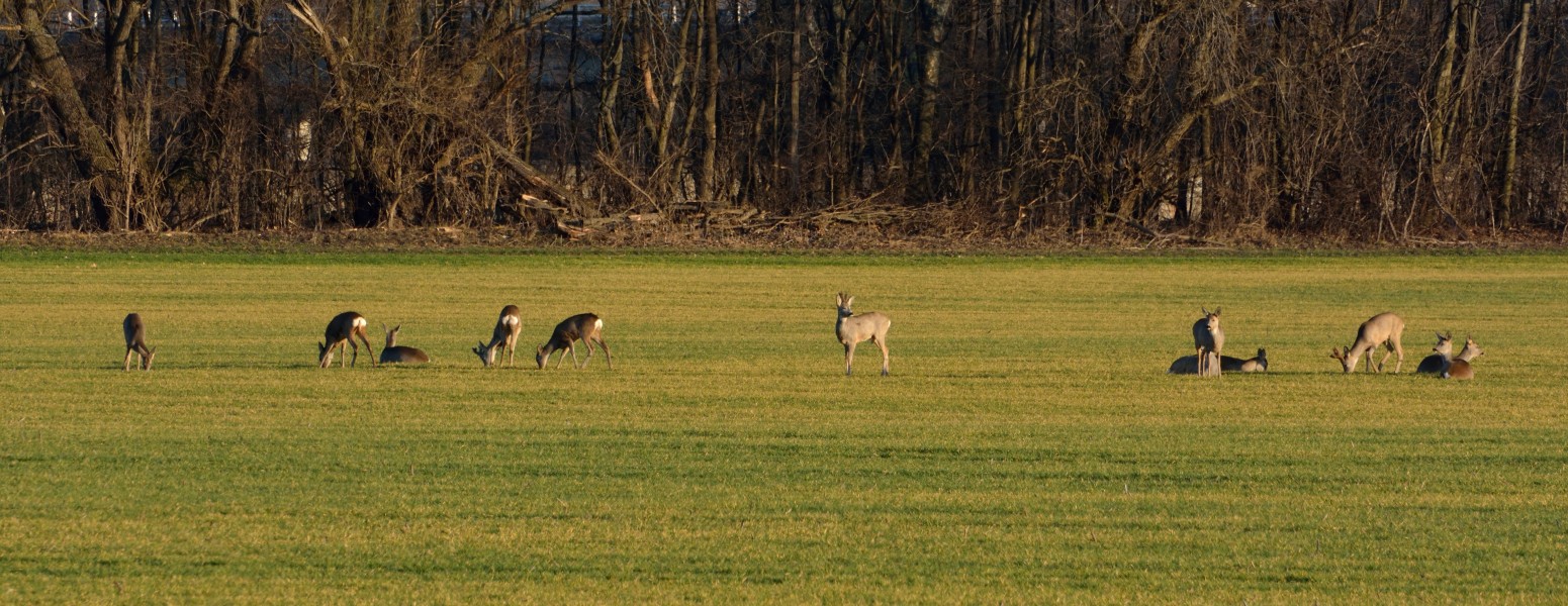 Akademiepark a herd of Roe Deer (Capreolus capreolus) DSC 7111w