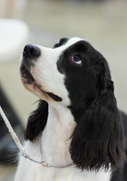 AKC English Cocker Spaniel Dog Show 2013