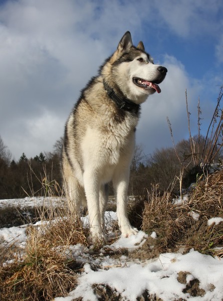 Alaskan Malamute R Bartz edit