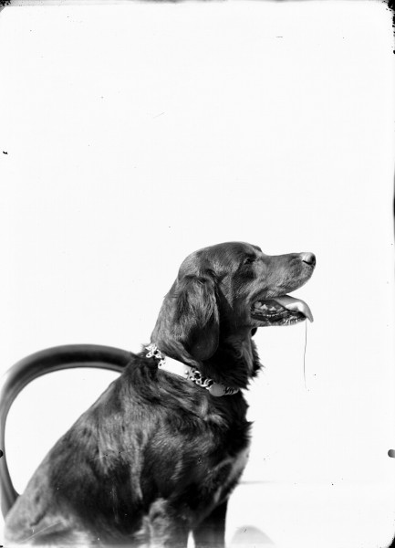 Albi, le chien Skim de profil (8551446434)