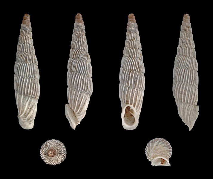 Albinaria lerosiensis 01