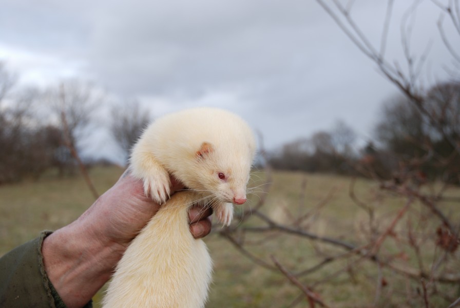 Albino ferret