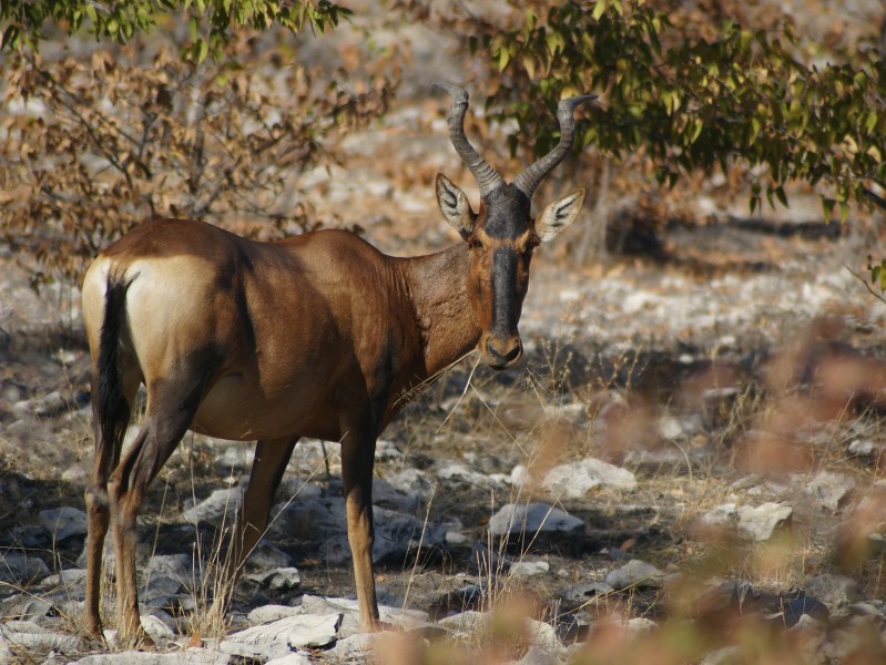 Alcelaphus caama
