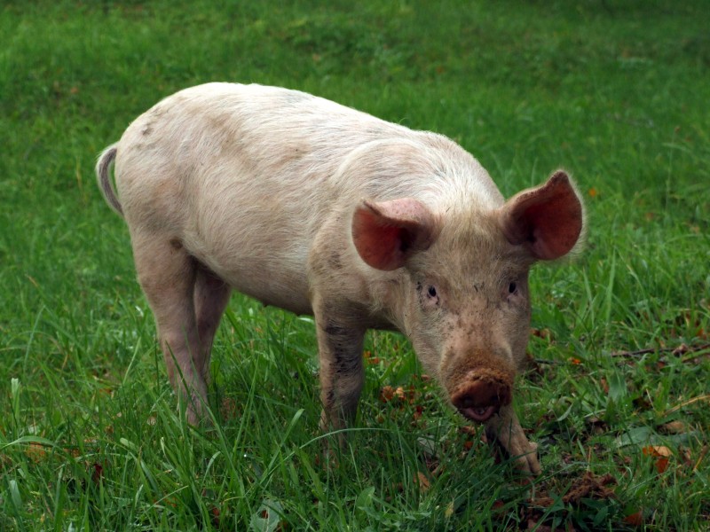 All animals are equal but some animals are more equal than others - panoramio